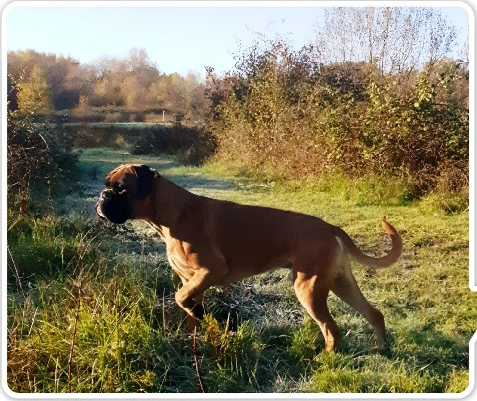  Viggo de la Croix de Cazeneuve