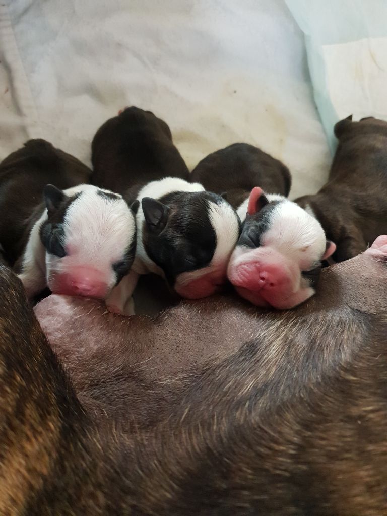 De L'Echo D'Oxia  - Chiots disponibles - Boston Terrier