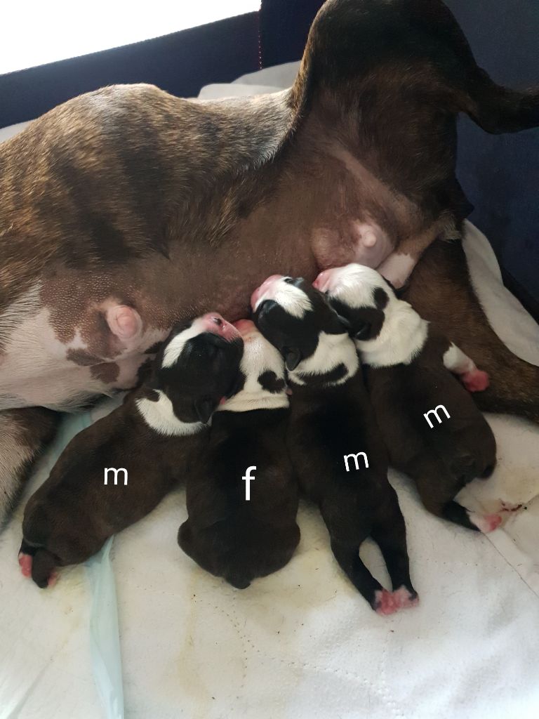 De L'Echo D'Oxia  - Chiots disponibles - Boston Terrier