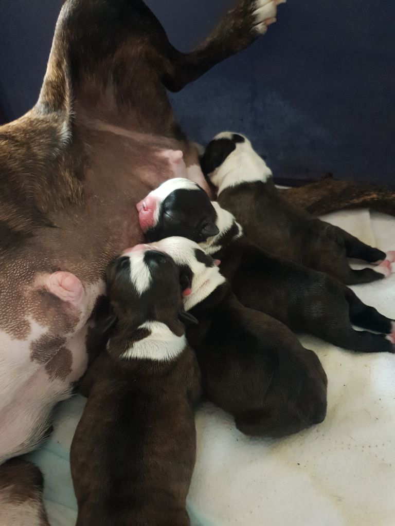 De L'Echo D'Oxia  - Chiots disponibles - Boston Terrier