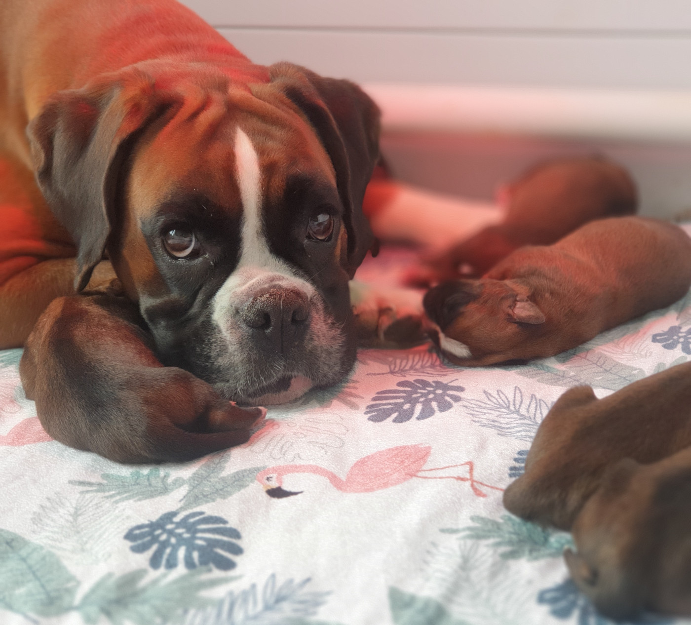 Chiot Boxer De L'Echo D'Oxia 