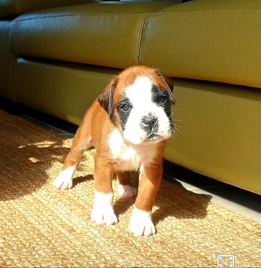 De L'Echo D'Oxia  - Chiots disponibles - Boxer