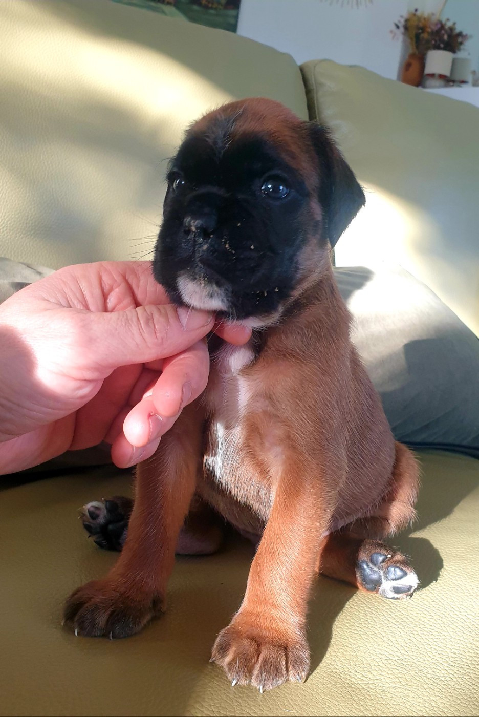 De L'Echo D'Oxia  - Chiots disponibles - Boxer