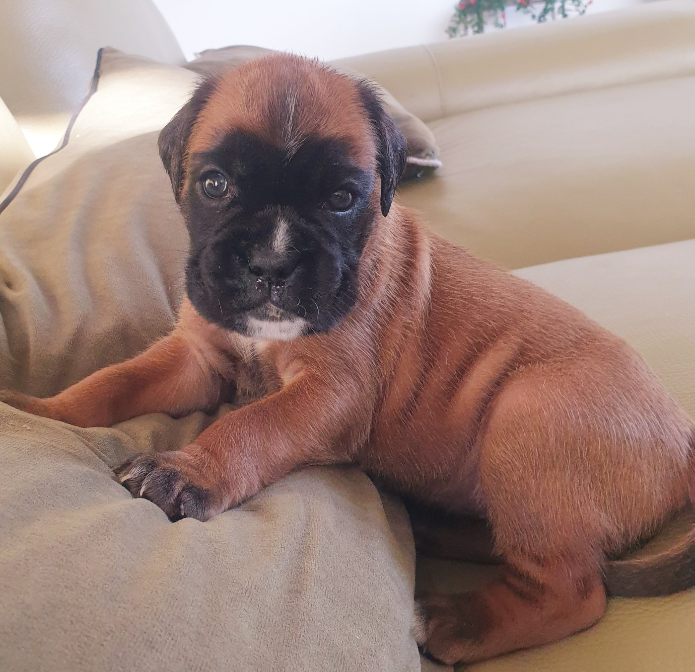 De L'Echo D'Oxia  - Chiots disponibles - Boxer