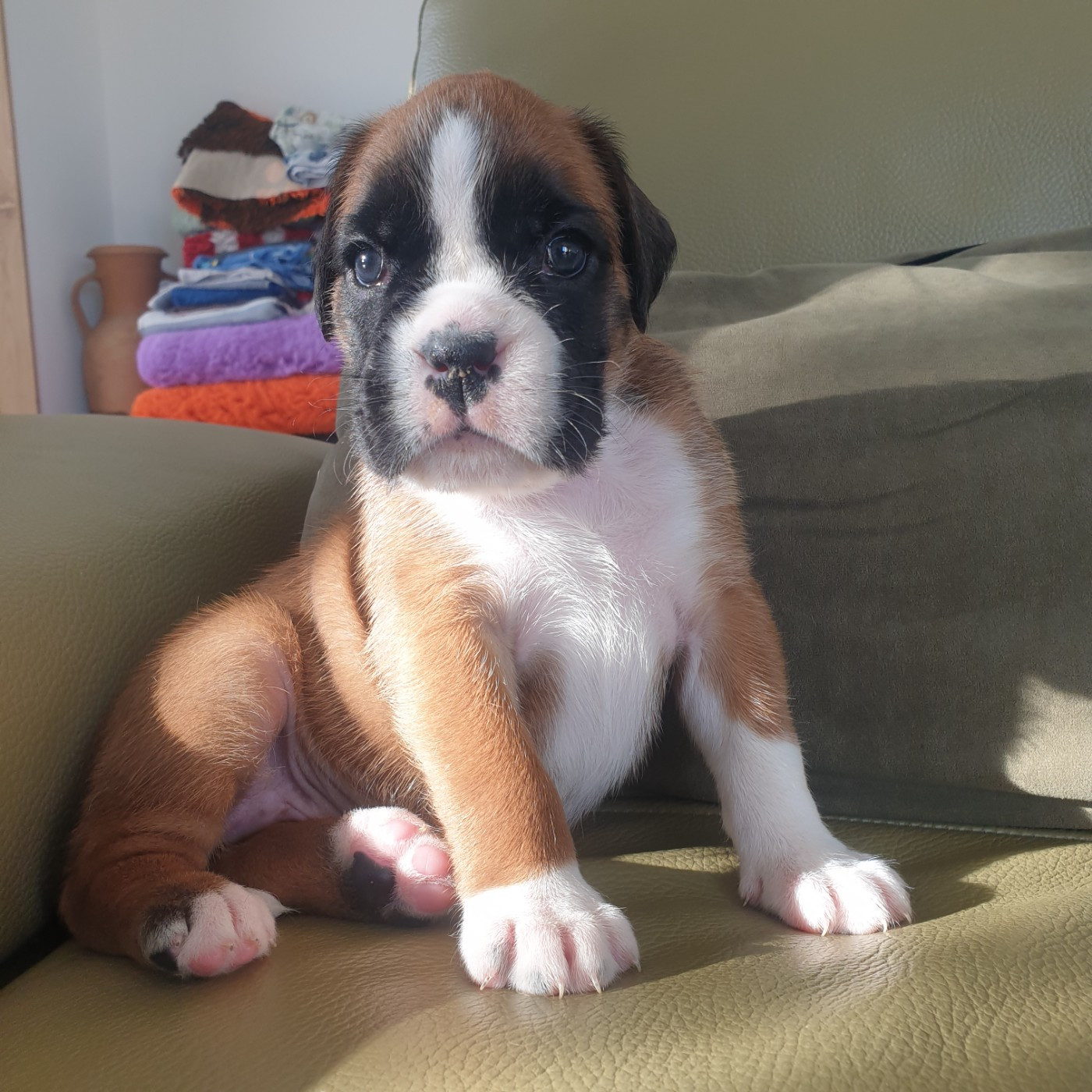 De L'Echo D'Oxia  - Chiots disponibles - Boxer
