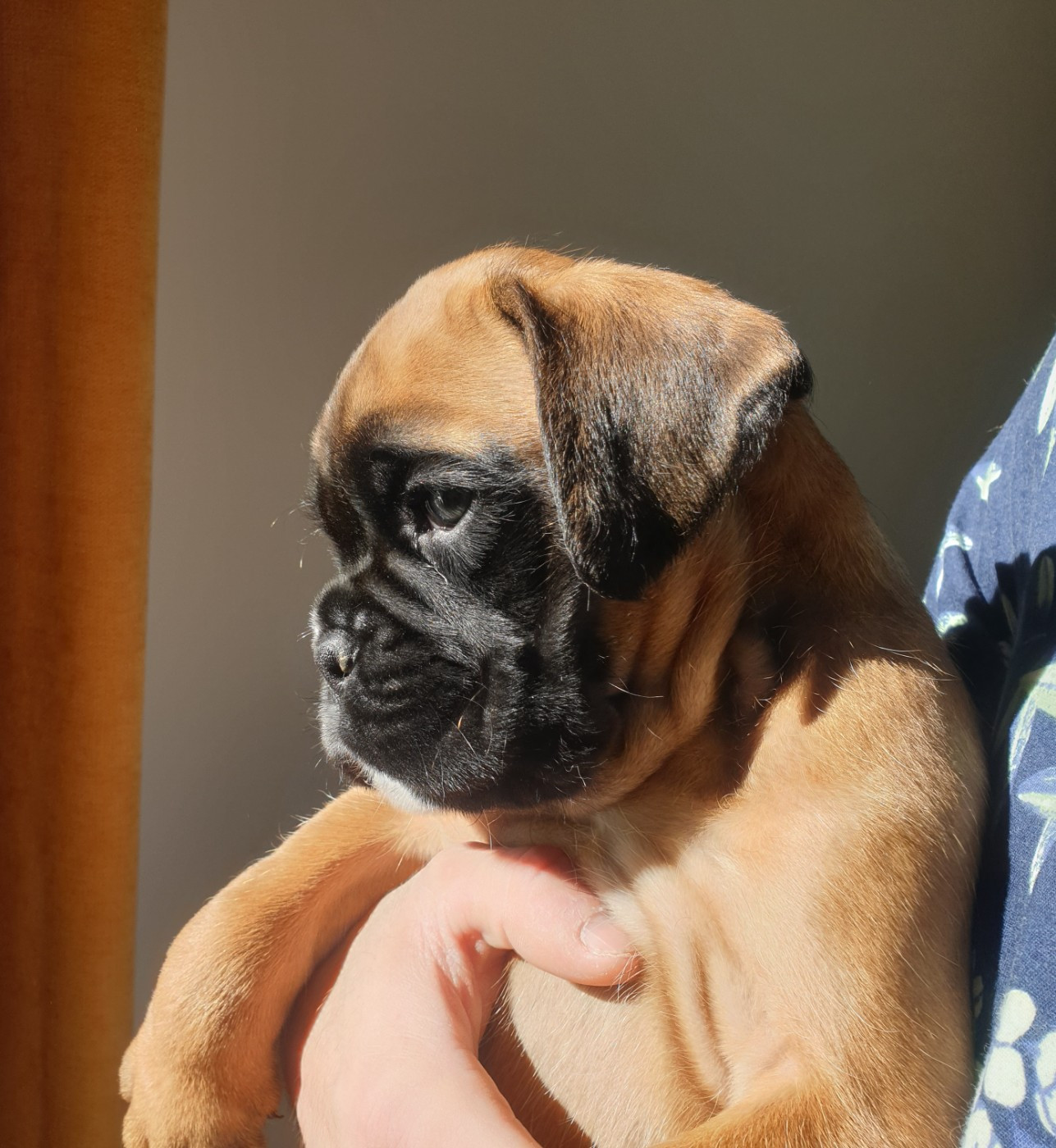 De L'Echo D'Oxia  - Chiots disponibles - Boxer