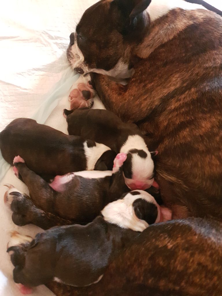 Chiot Boston Terrier De L'Echo D'Oxia