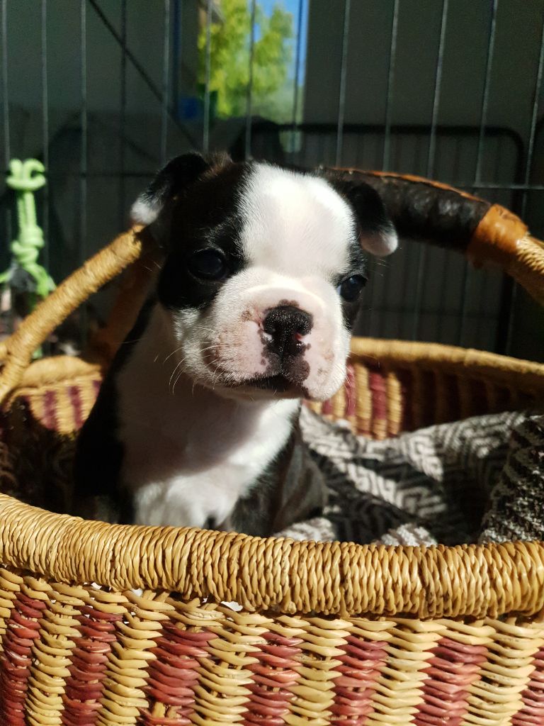 De L'Echo D'Oxia  - Chiots disponibles - Boston Terrier