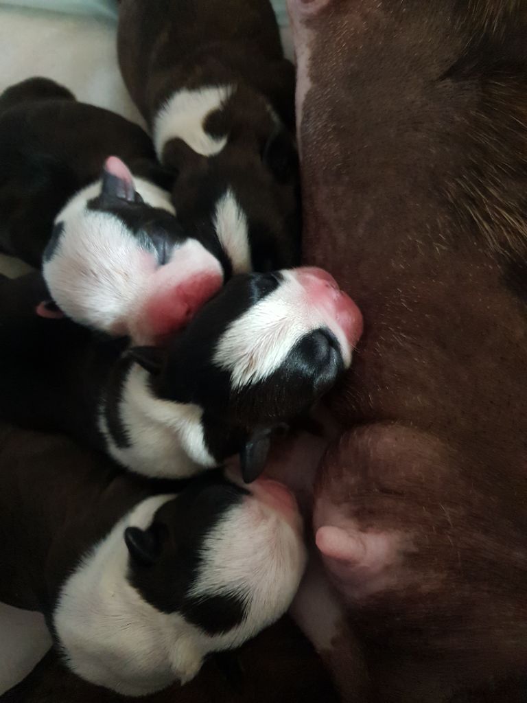 De L'Echo D'Oxia  - Chiots disponibles - Boston Terrier
