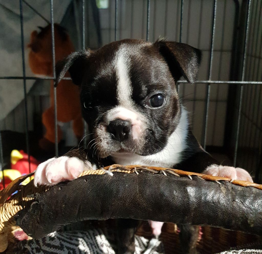 De L'Echo D'Oxia  - Chiots disponibles - Boston Terrier